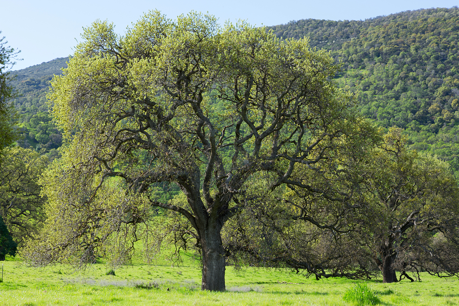 Round Valley Miwok Trail-12.jpg