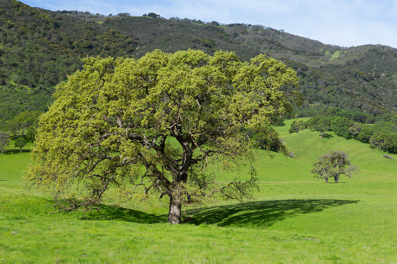 Round Valley Miwok Trail-13.jpg