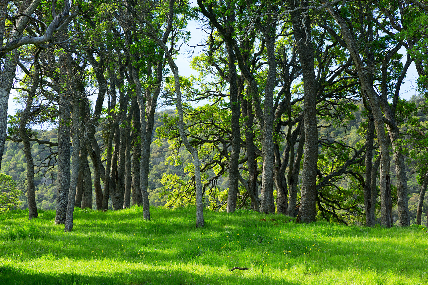 Round Valley Miwok Trail-15.jpg