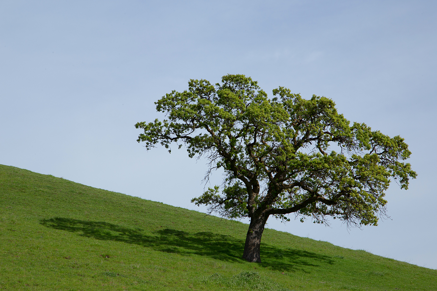 Round Valley Miwok Trail-21.jpg