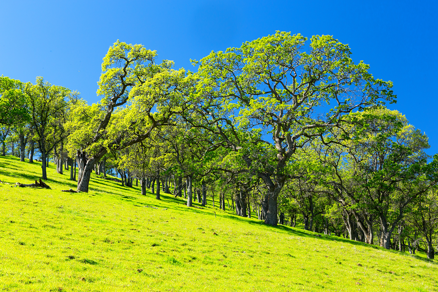 Round Valley Hardy Trail-2.jpg