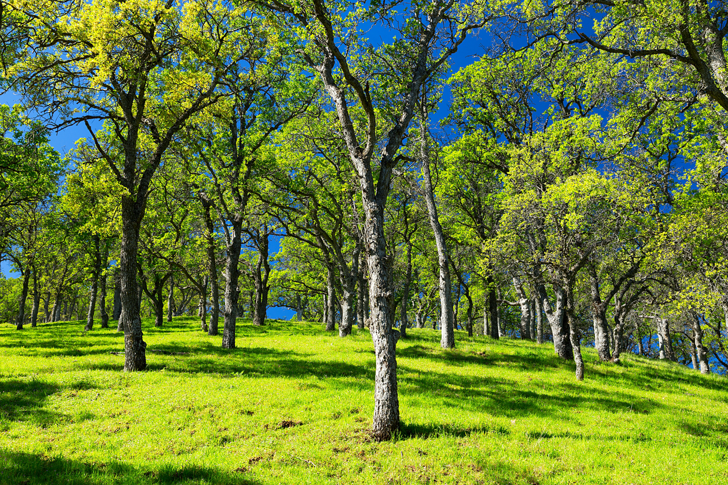 Round Valley Hardy Trail-10.jpg