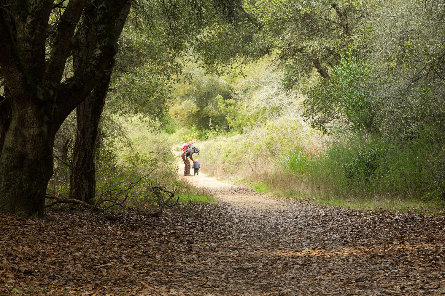 Redwood Regional Park Redwoods_-5.jpg