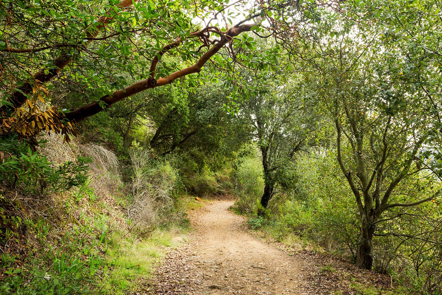 Redwood Regional Park Redwoods_-6.jpg