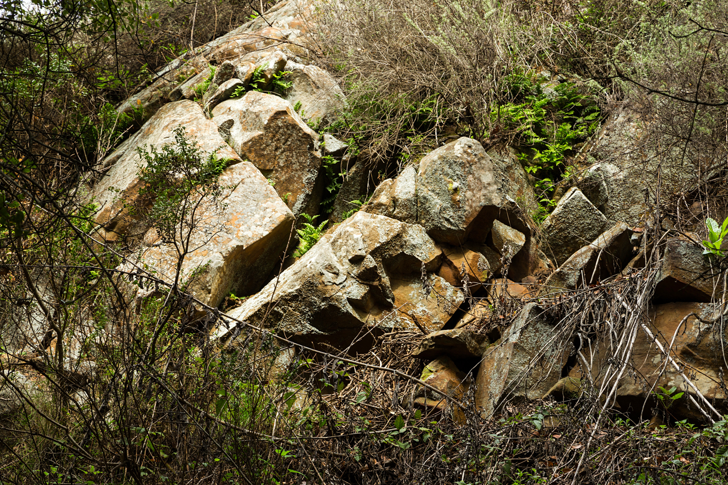 Redwood Regional Park Redwoods_-7.jpg