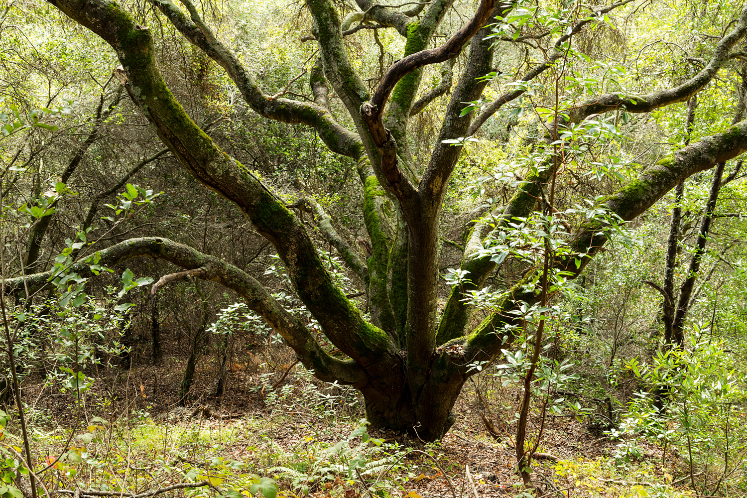 Redwood Regional Park Redwoods_-8.jpg