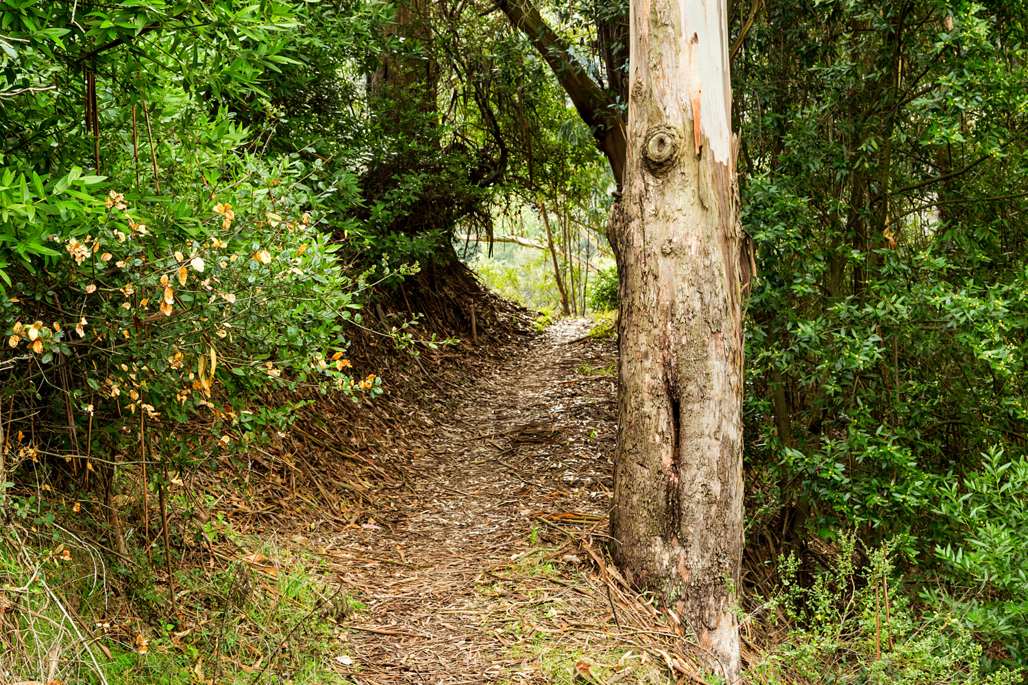 Redwood Regional Park Redwoods_-10.jpg