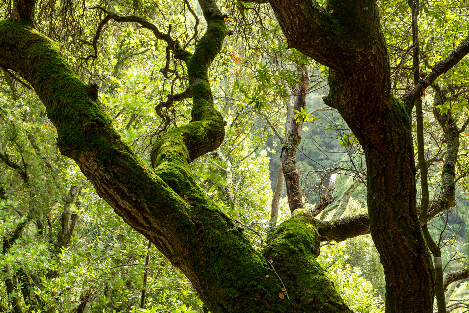 Redwood Regional Park Redwoods_-11.jpg