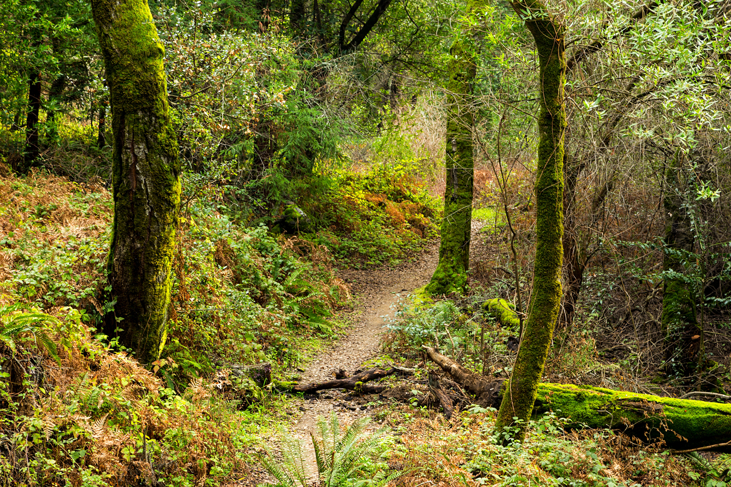 Redwood Regional Park Redwoods_-13.jpg