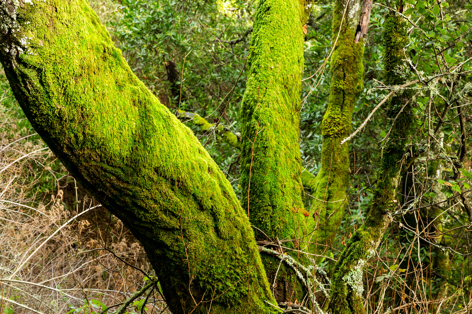 Redwood Regional Park Redwoods_-15.jpg