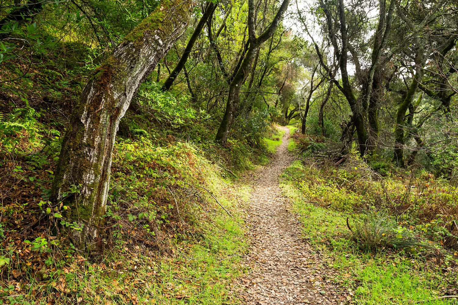 Redwood Regional Park Redwoods_-14.jpg