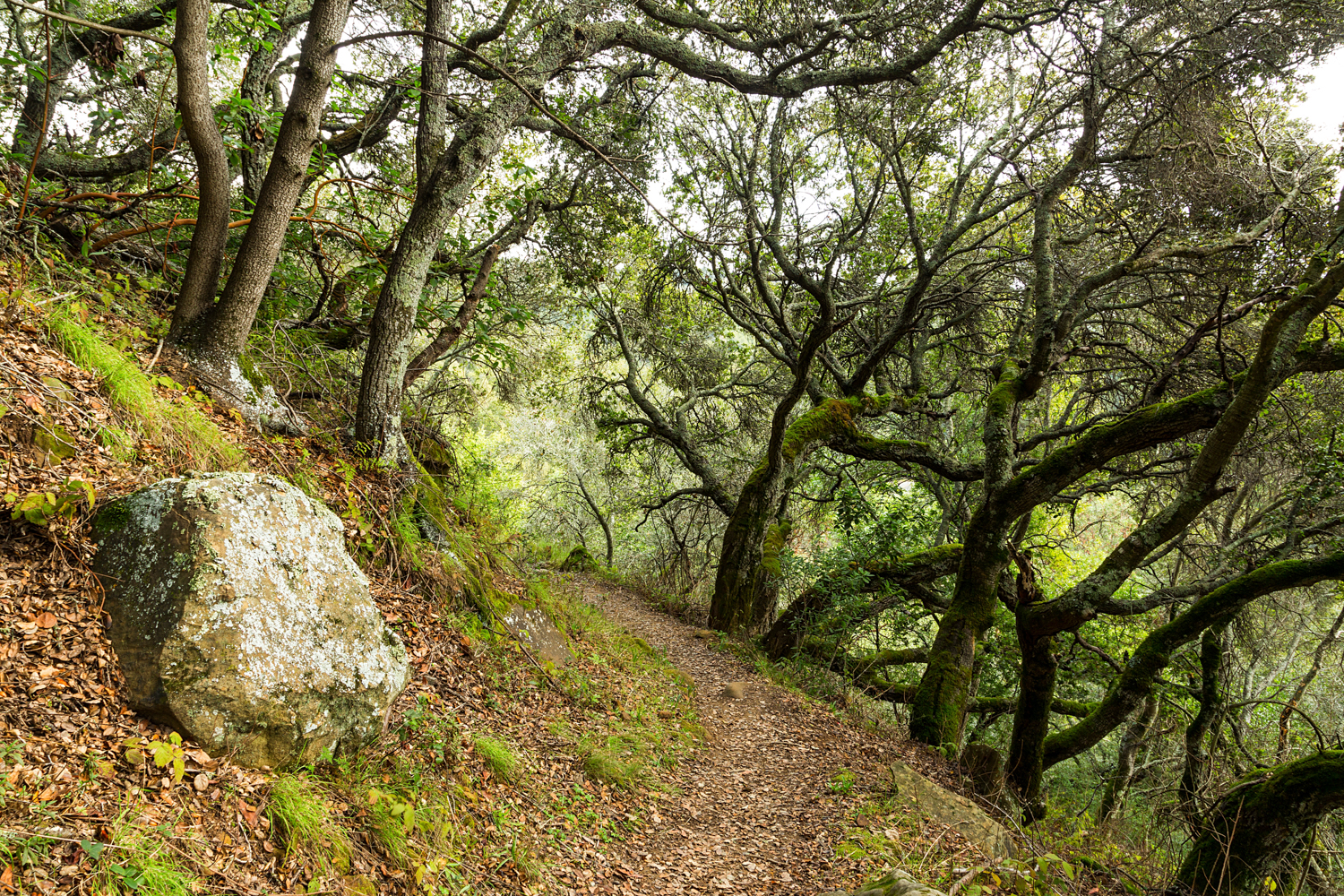Redwood Regional Park Redwoods_-18.jpg