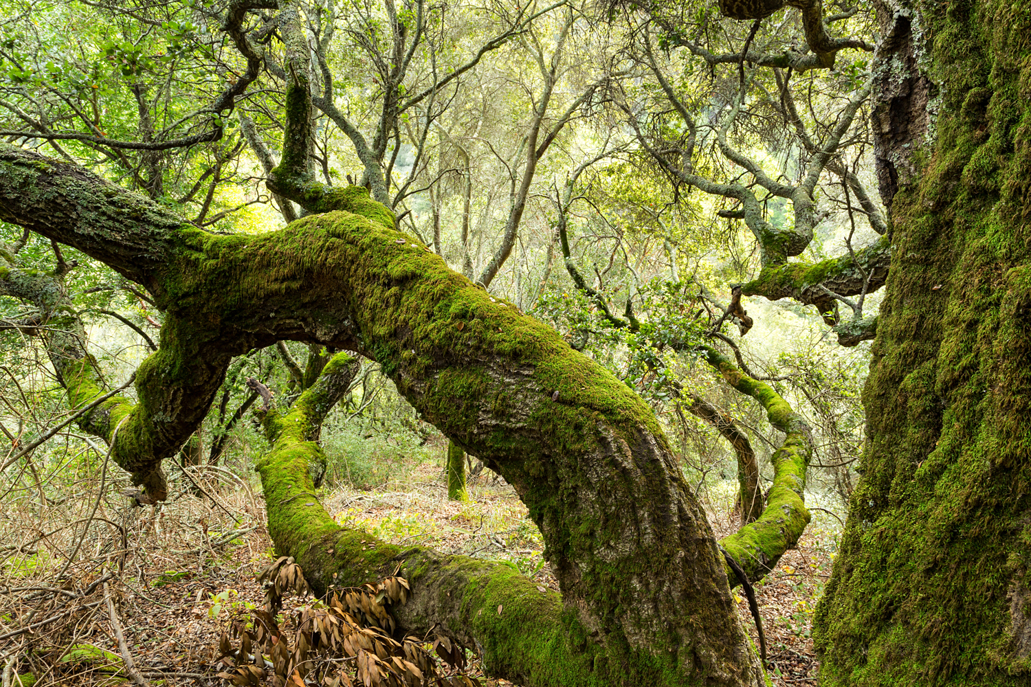 Redwood Regional Park Redwoods_-19.jpg