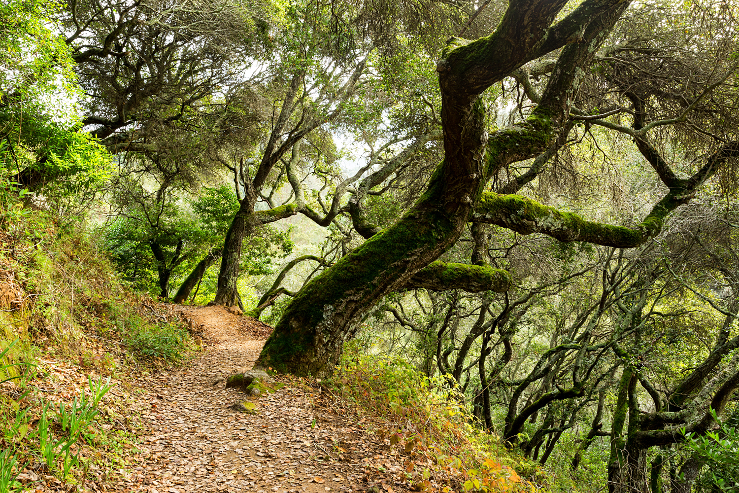 Redwood Regional Park Redwoods_-20.jpg