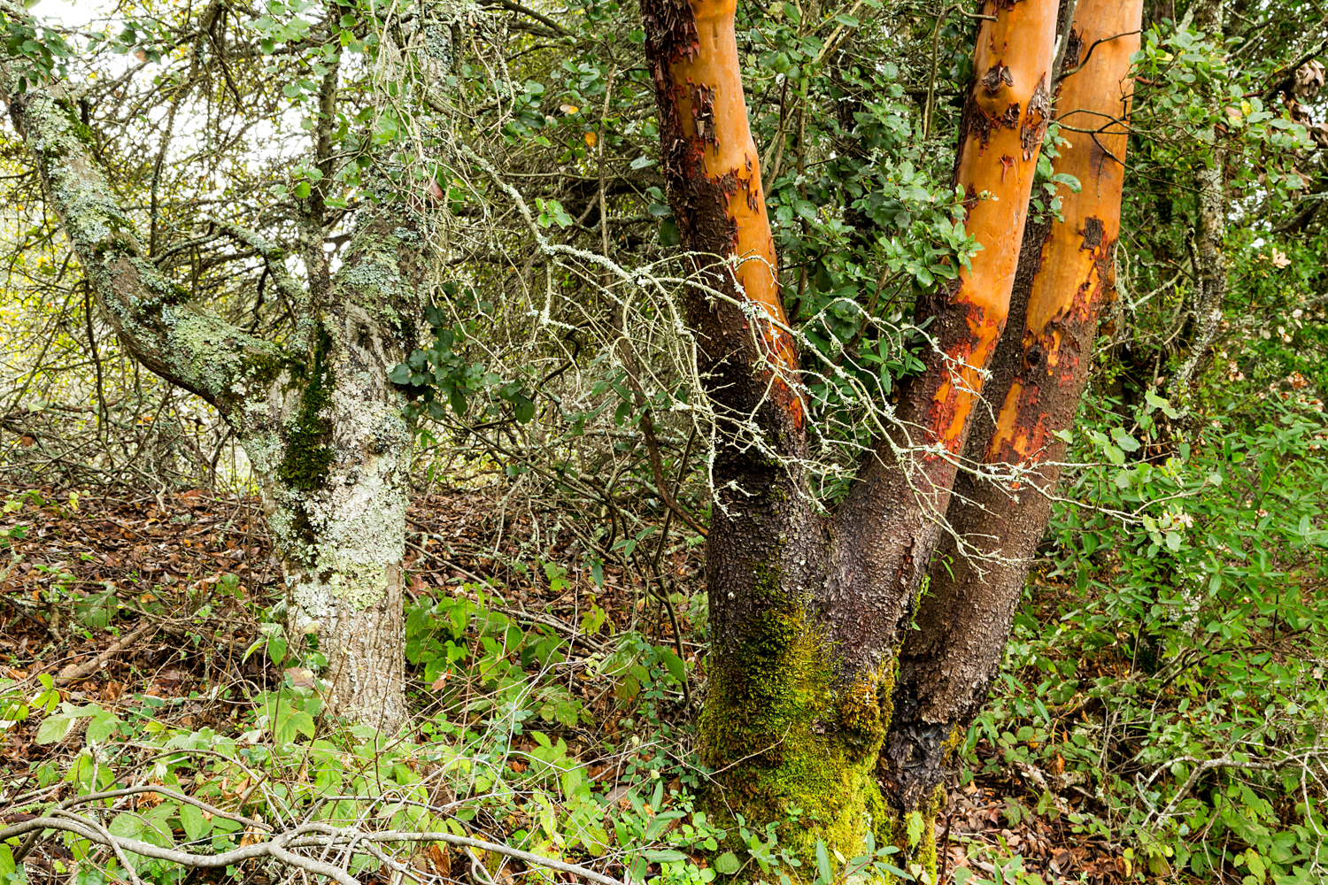 Redwood Regional Park Redwoods_-29.jpg