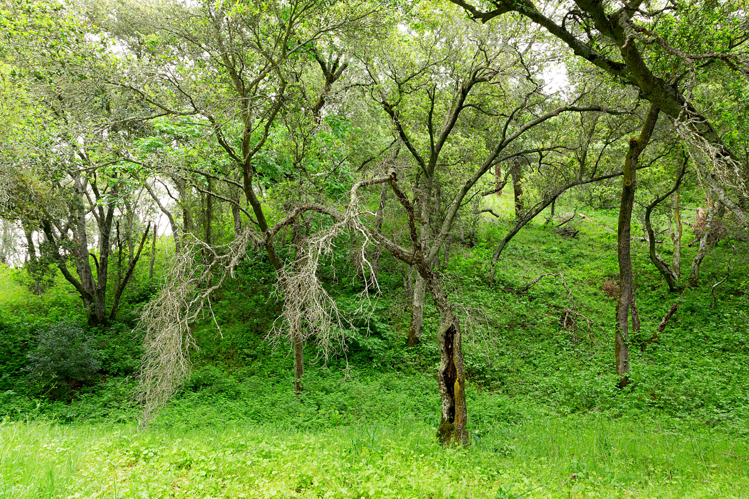 mount diablo state park pine canyon-8.jpg