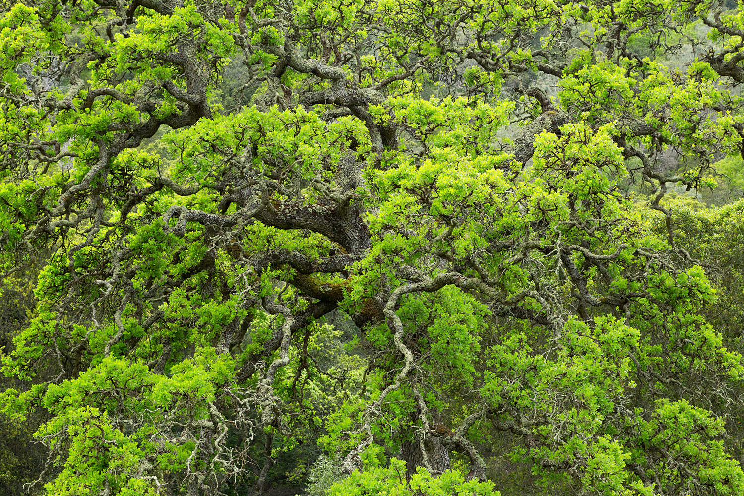 mount diablo state park pine canyon-13.jpg