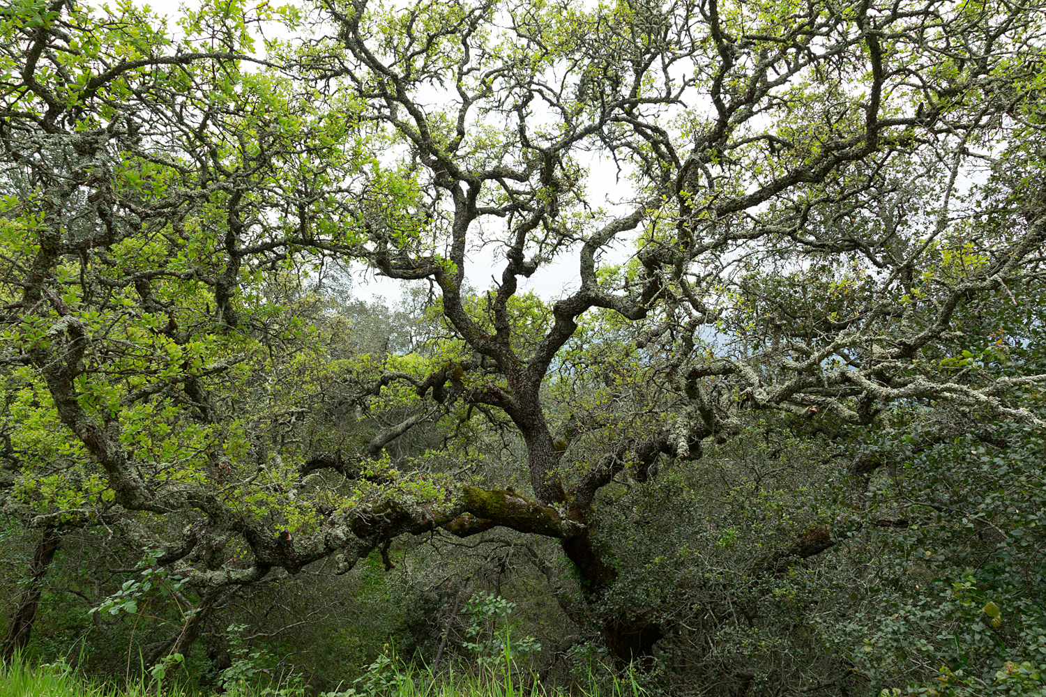 mount diablo state park pine canyon-22.jpg