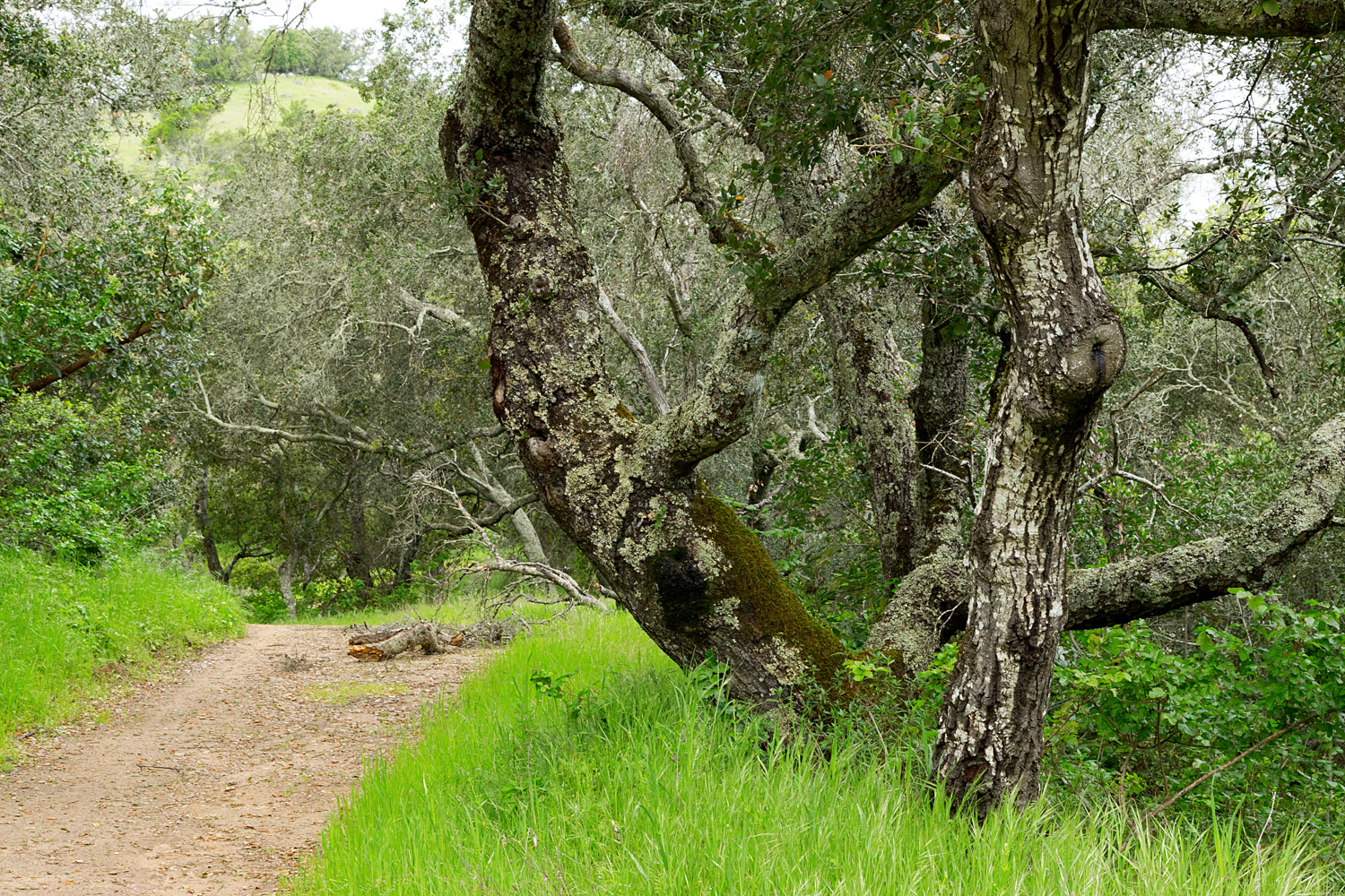 mount diablo state park pine canyon-25.jpg