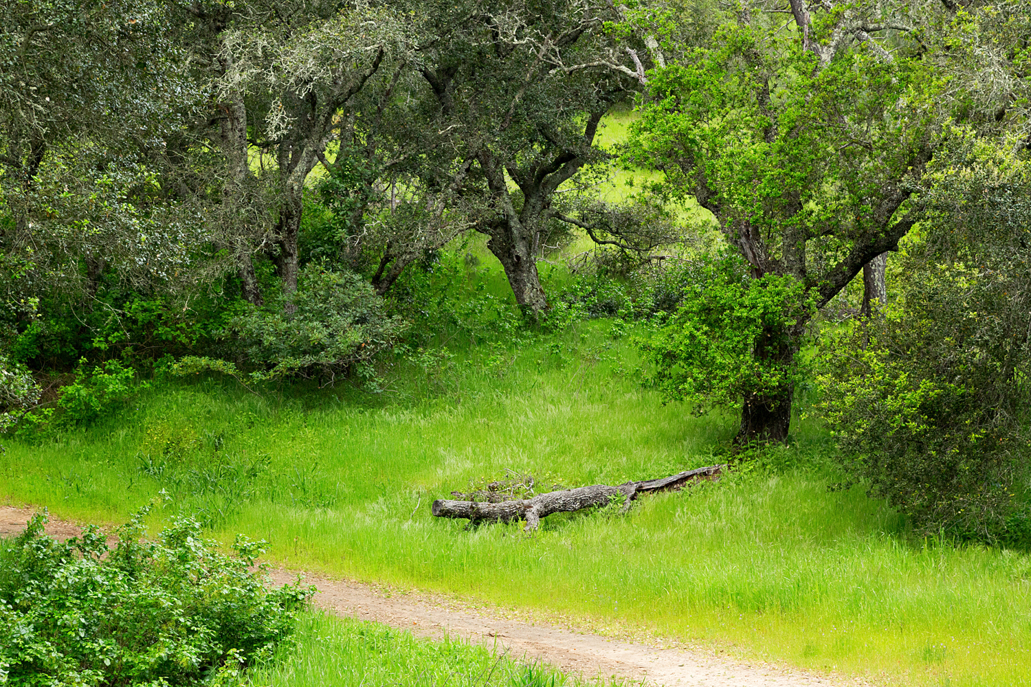 mount diablo state park pine canyon-26.jpg