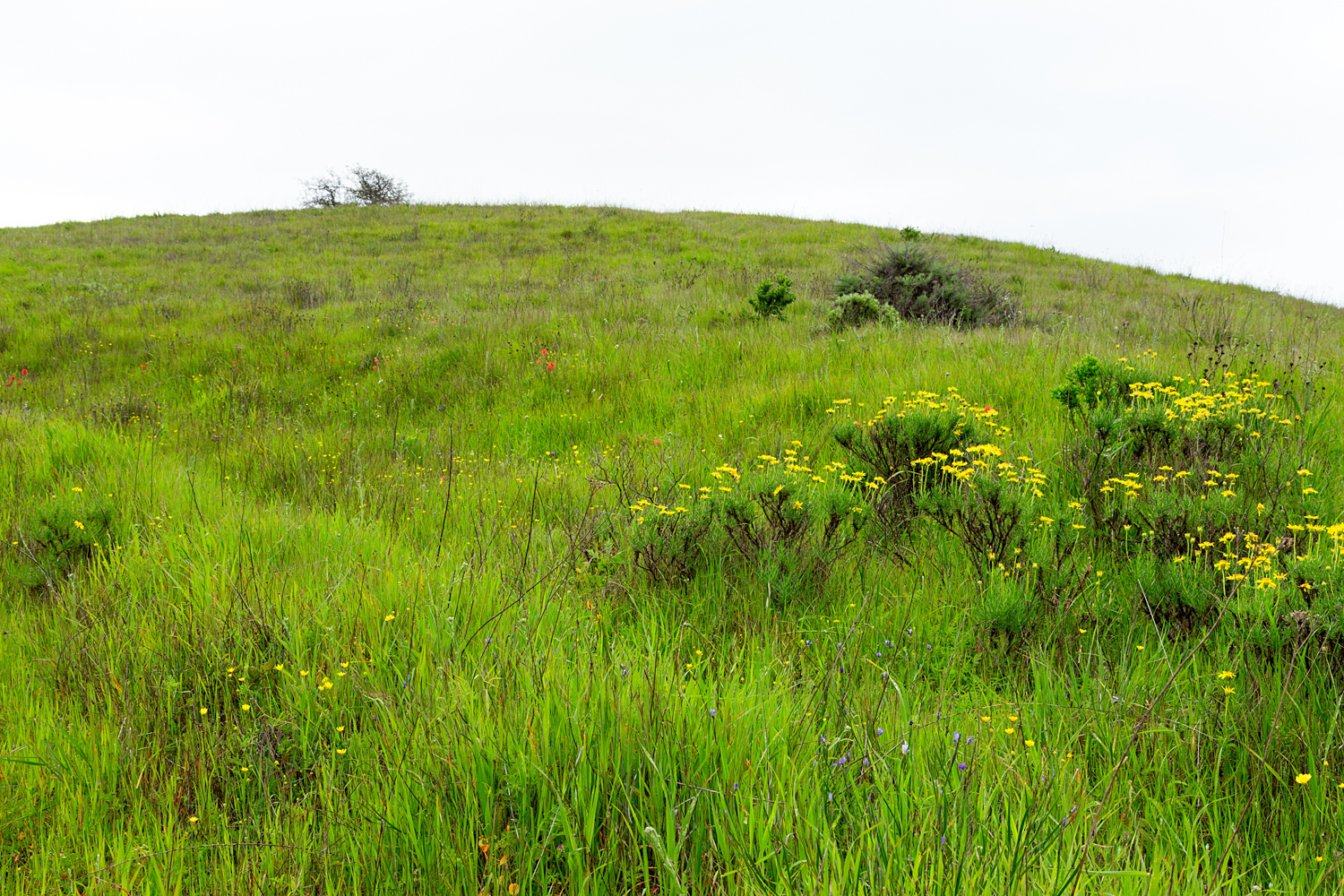 mount diablo state park pine canyon-28.jpg