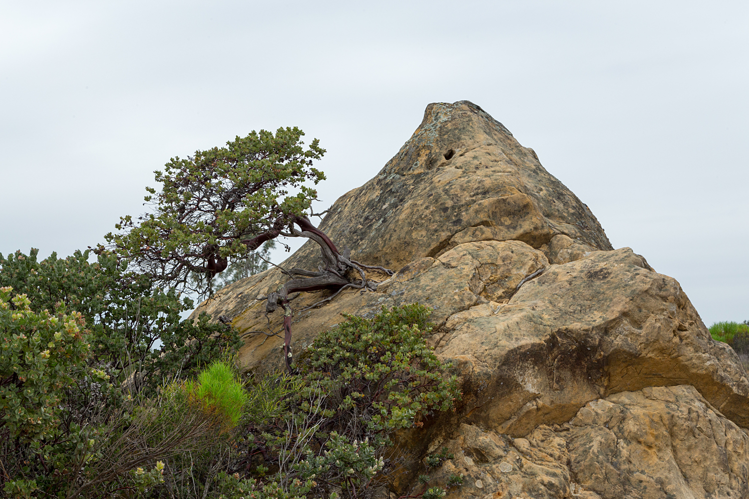 mount diablo state park pine canyon-32.jpg