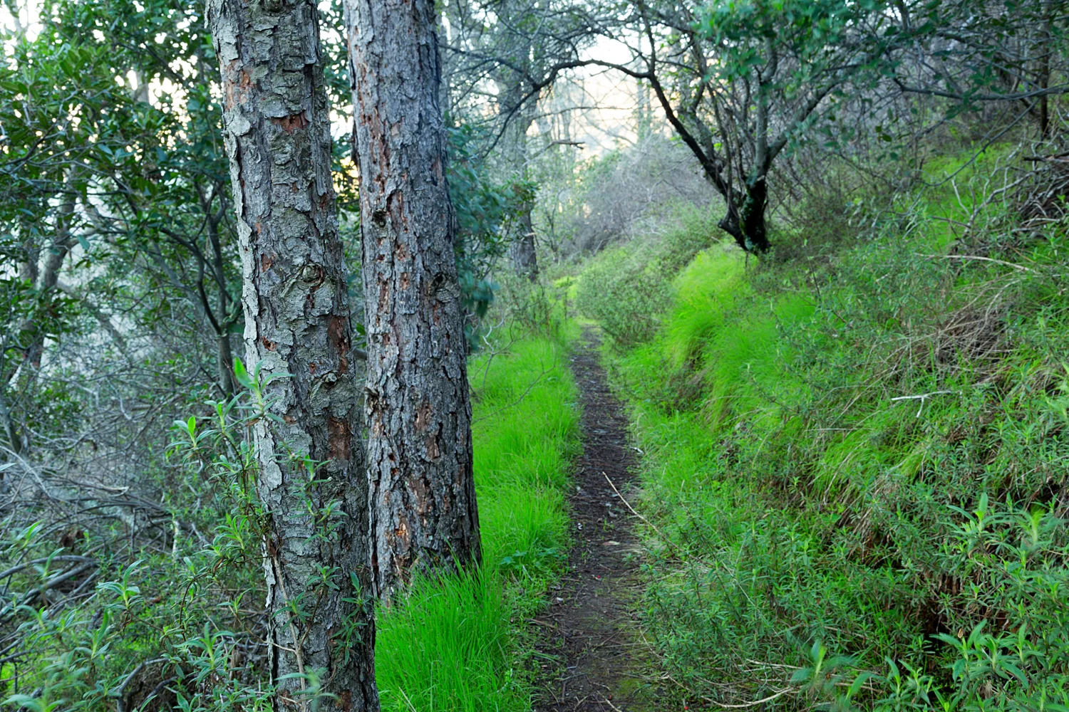 mount diablo state park black point 1-6.jpg