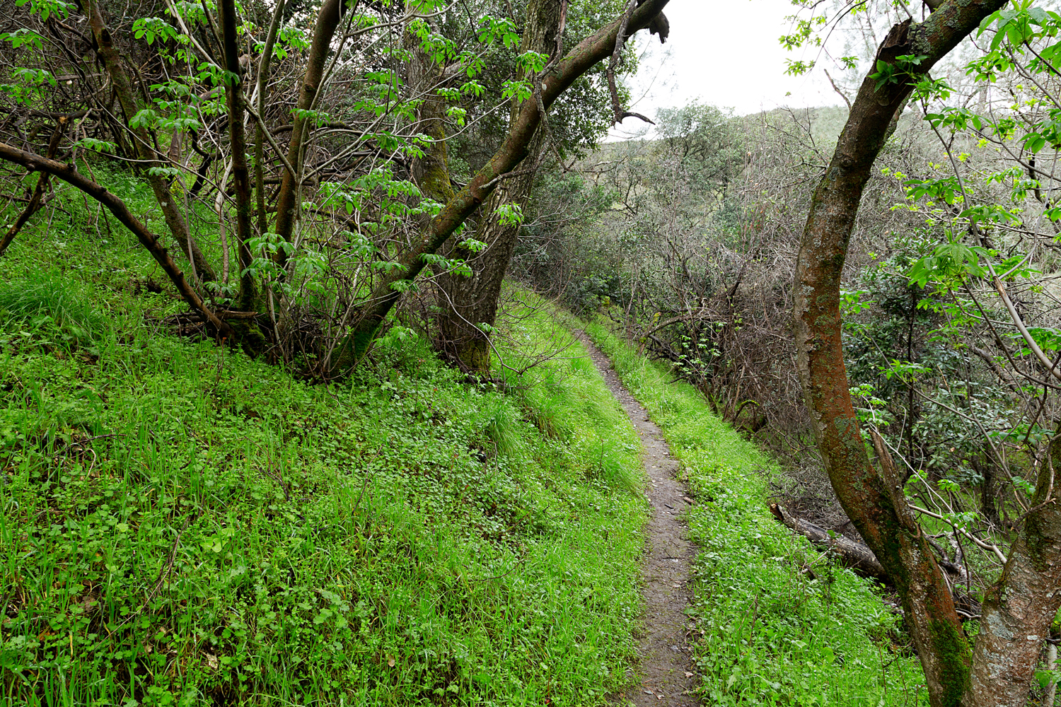 2 mount diablo state park black point 2-10.jpg