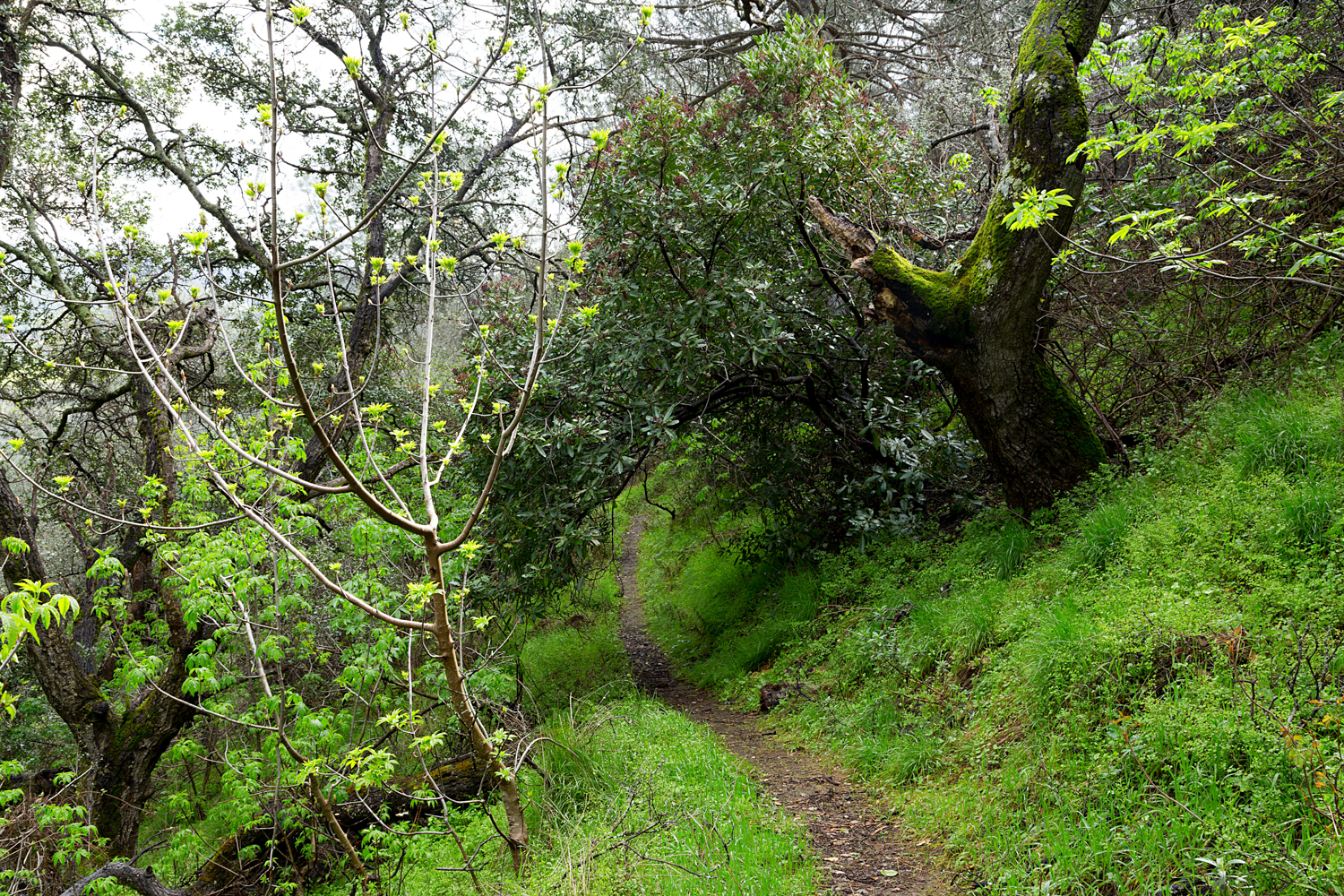 2 mount diablo state park black point 2-11.jpg