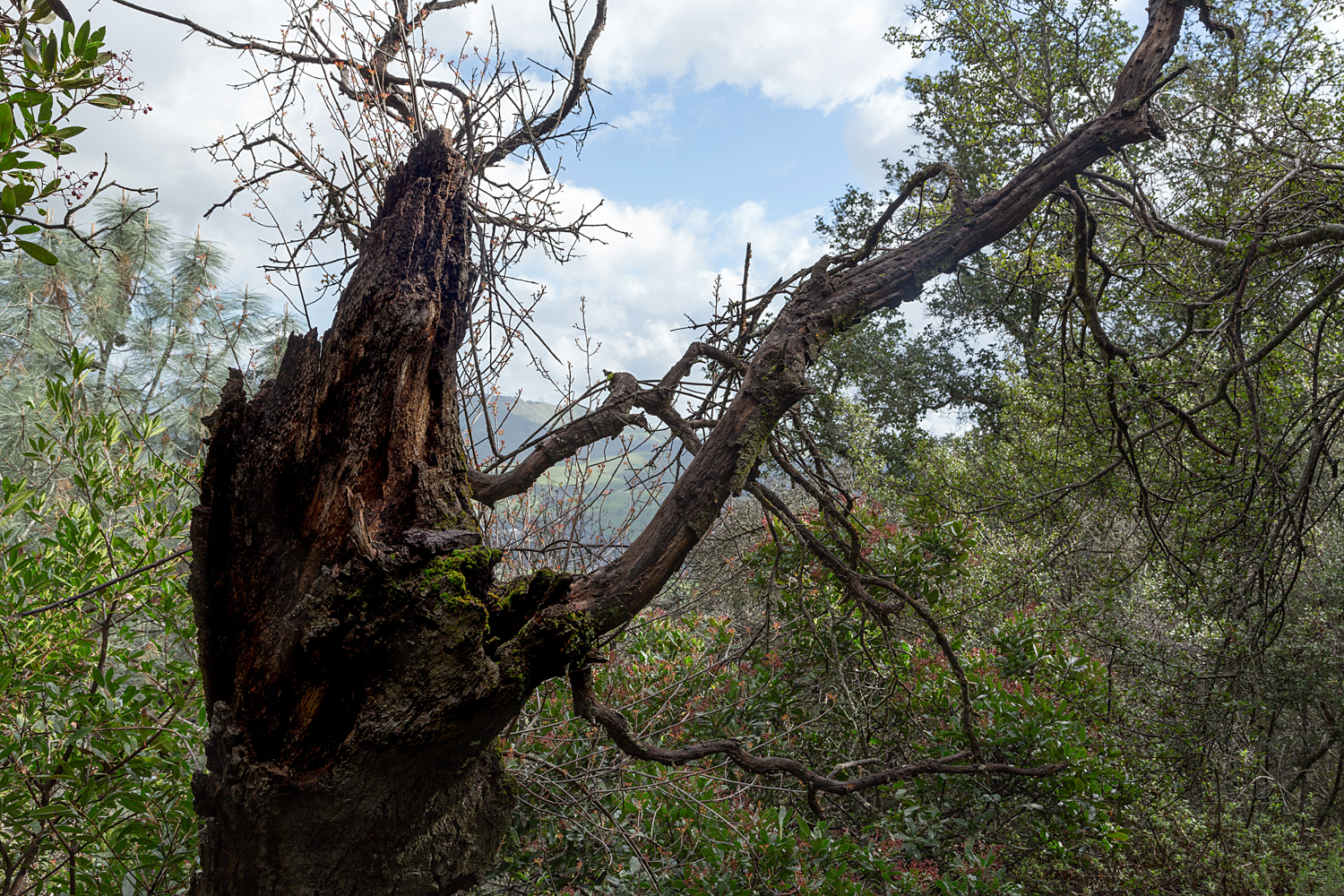 2 mount diablo state park black point 2-12.jpg