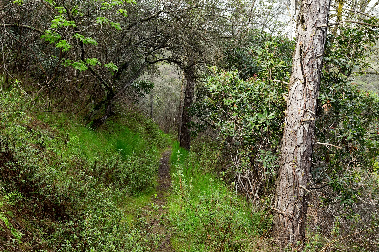 2 mount diablo state park black point 2-13.jpg