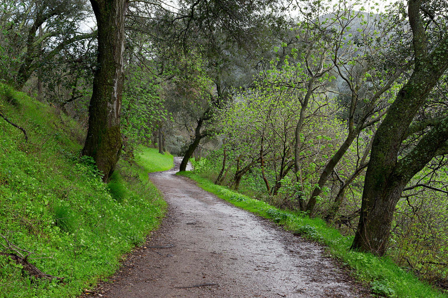 2 mount diablo state park black point 2-22.jpg