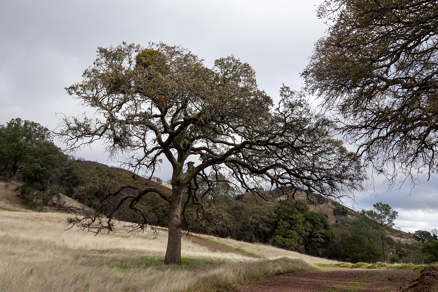 Mount Diablo State Park Curry Canyon Chase Pond Frog Pond-3.jpg