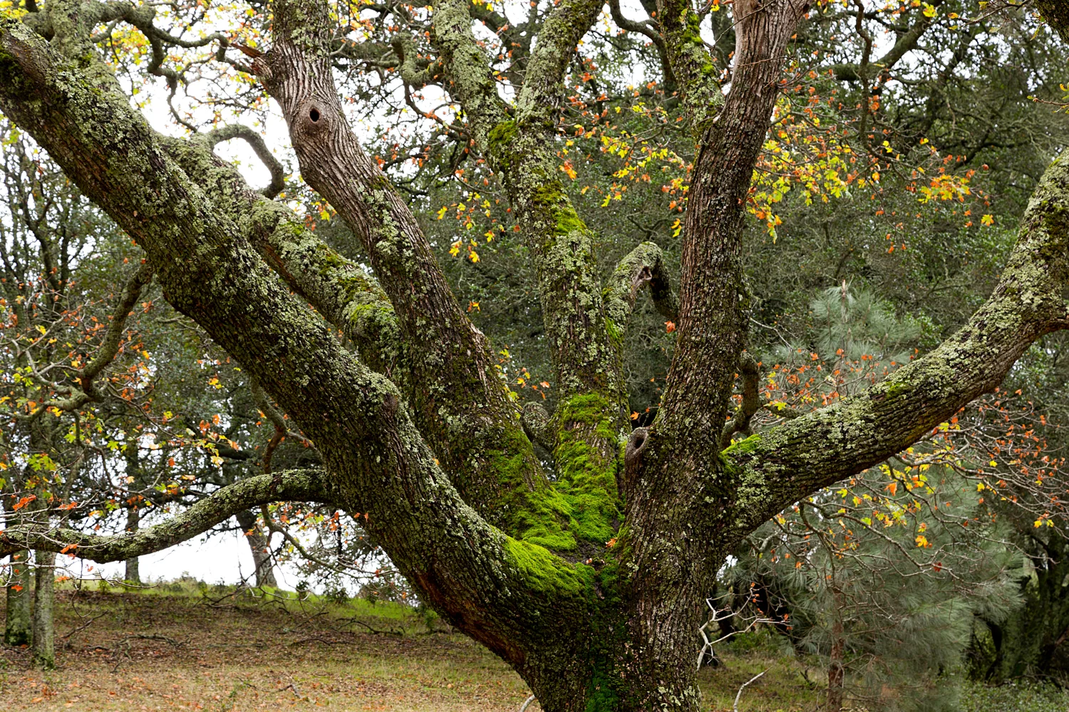 Mount Diablo State Park Curry Canyon Chase Pond Frog Pond-4.jpg