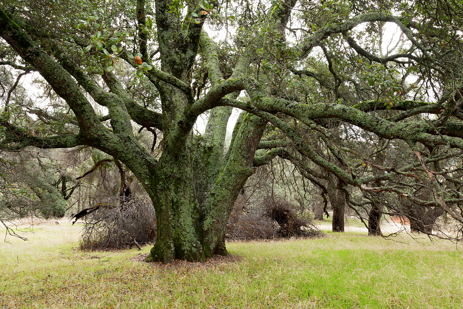 Mount Diablo State Park Curry Canyon Chase Pond Frog Pond-6.jpg