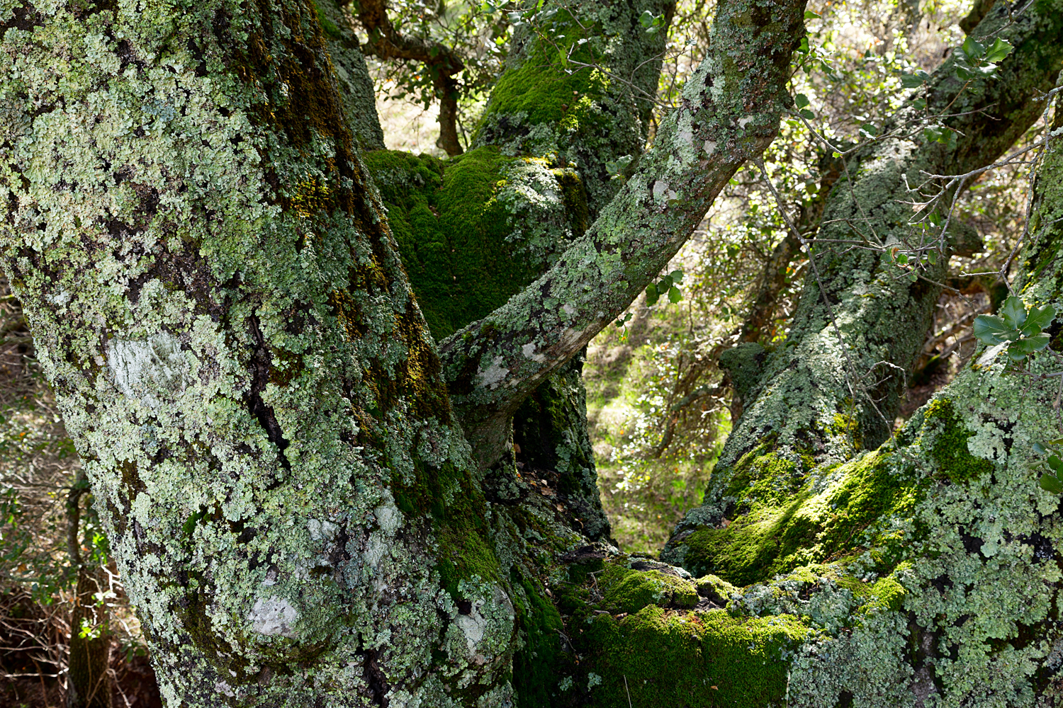 Mount Diablo State Park Curry Canyon Chase Pond Frog Pond-17.jpg
