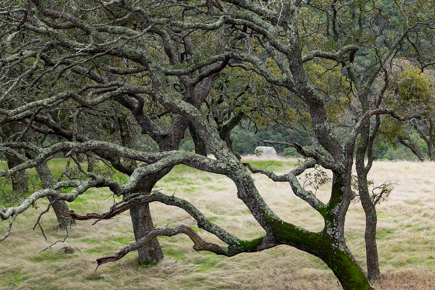 Mount Diablo State Park Curry Canyon Chase Pond Frog Pond-19.jpg