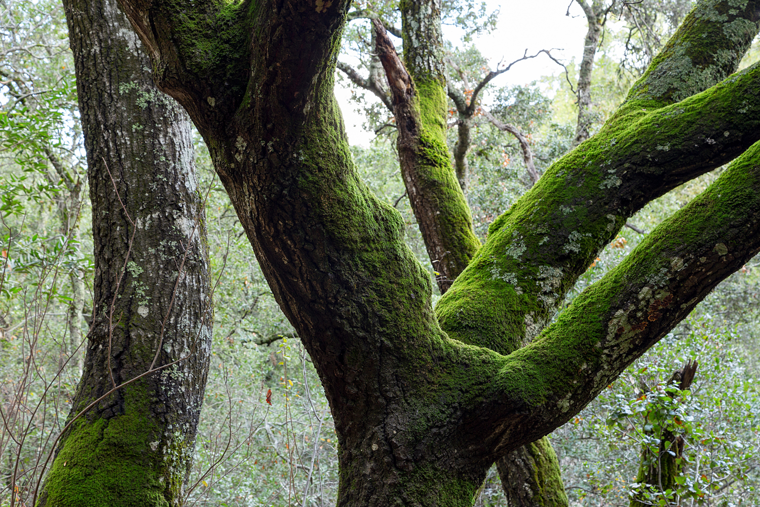 Mount Diablo State Park Curry Canyon Chase Pond Frog Pond-21.jpg