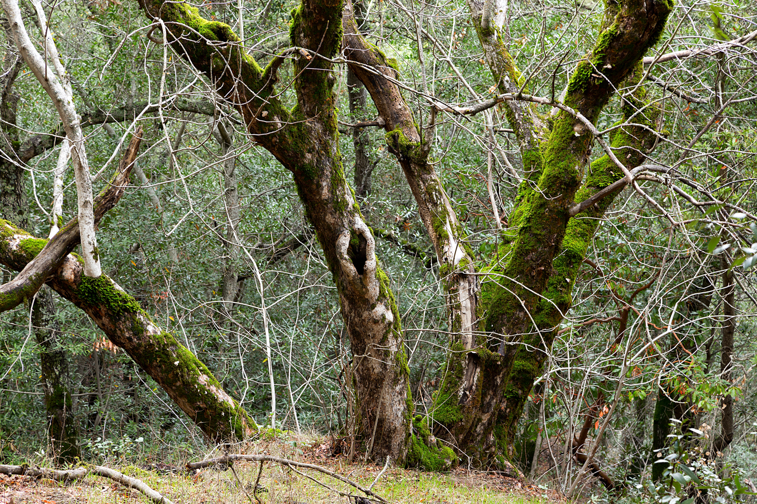 Mount Diablo State Park Curry Canyon Chase Pond Frog Pond-23.jpg