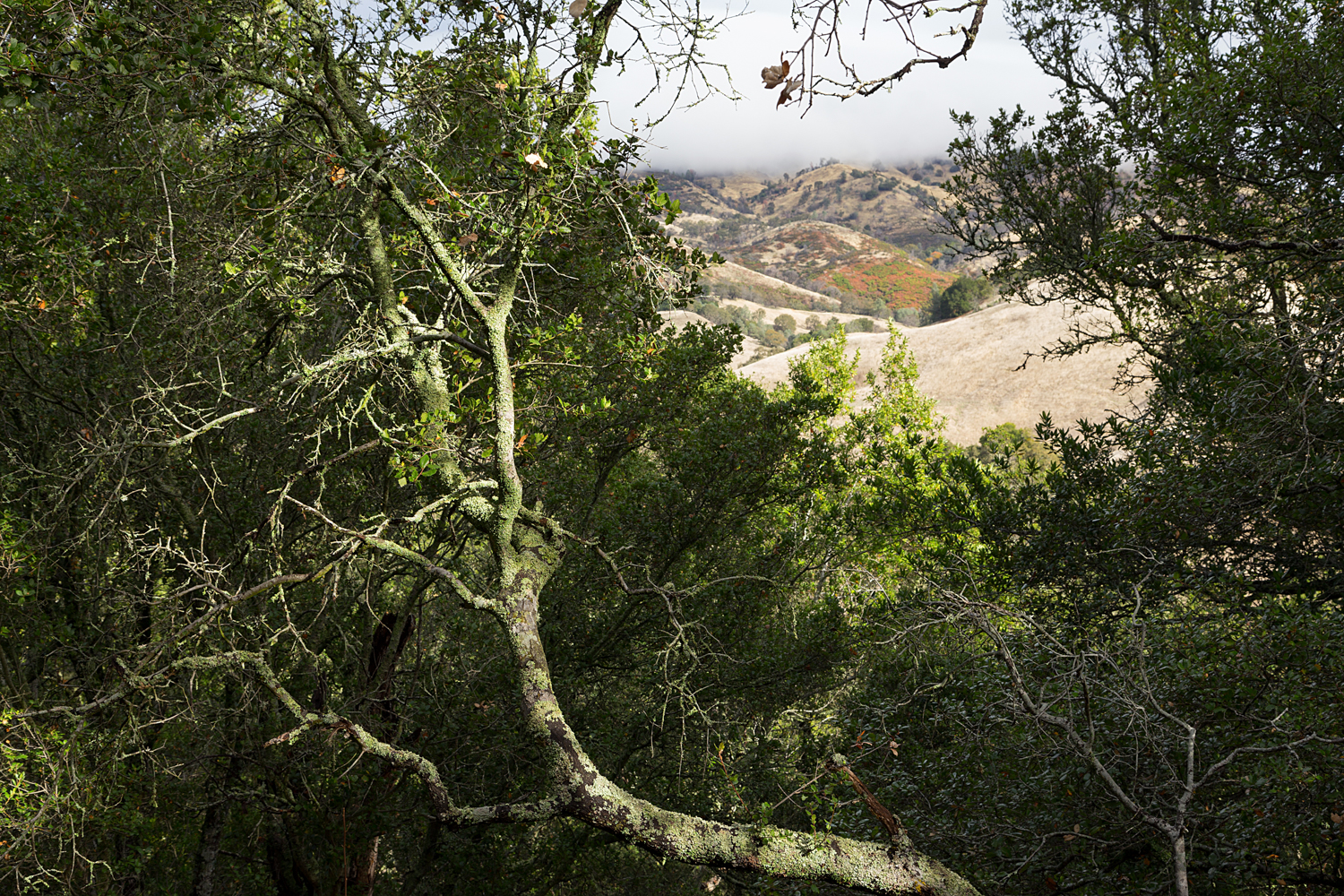 Mount Diablo State Park Curry Canyon Chase Pond Frog Pond-27.jpg