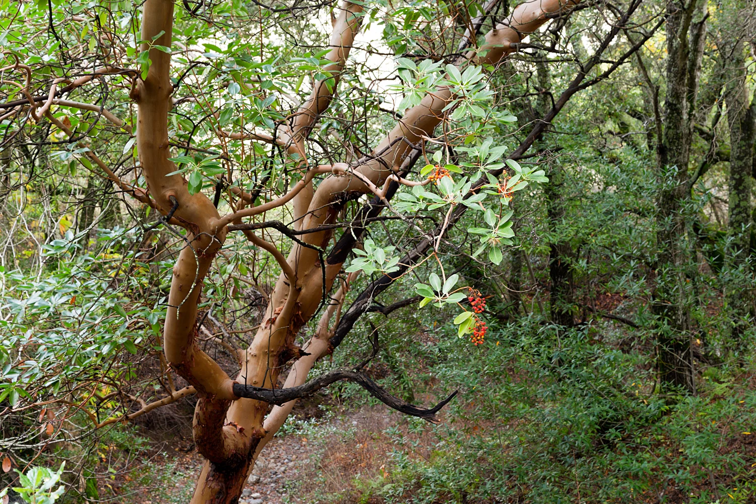 Mount Diablo State Park Curry Canyon Chase Pond Frog Pond-32.jpg