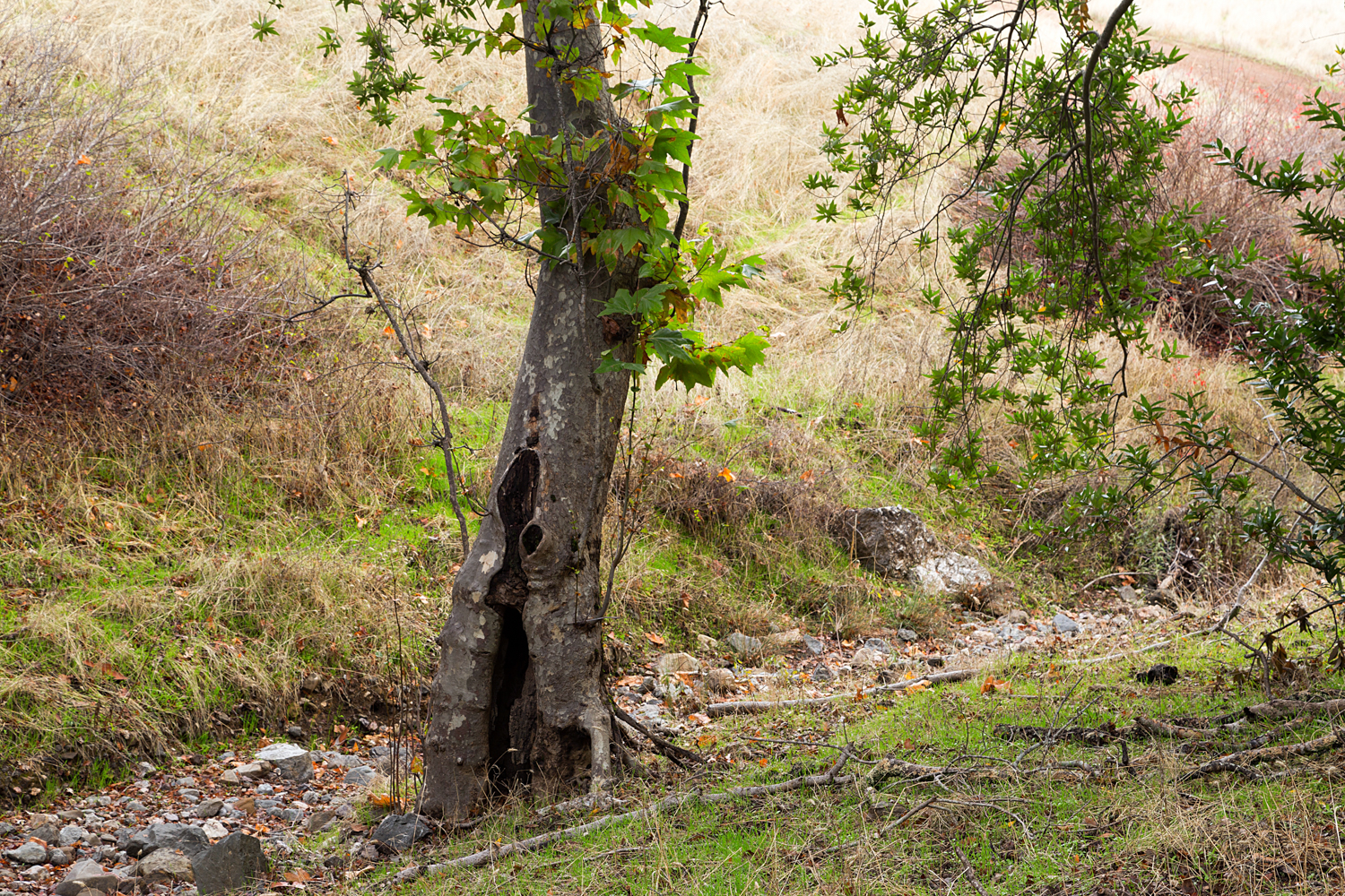 Mount Diablo State Park Curry Canyon Chase Pond Frog Pond-33.jpg