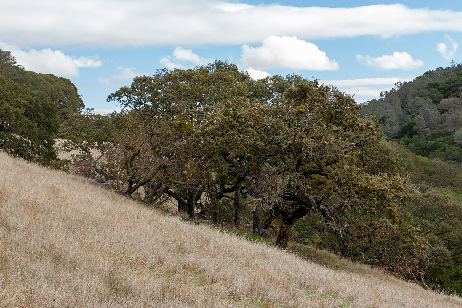 Mount Diablo State Park Curry Canyon Chase Pond Frog Pond-35.jpg