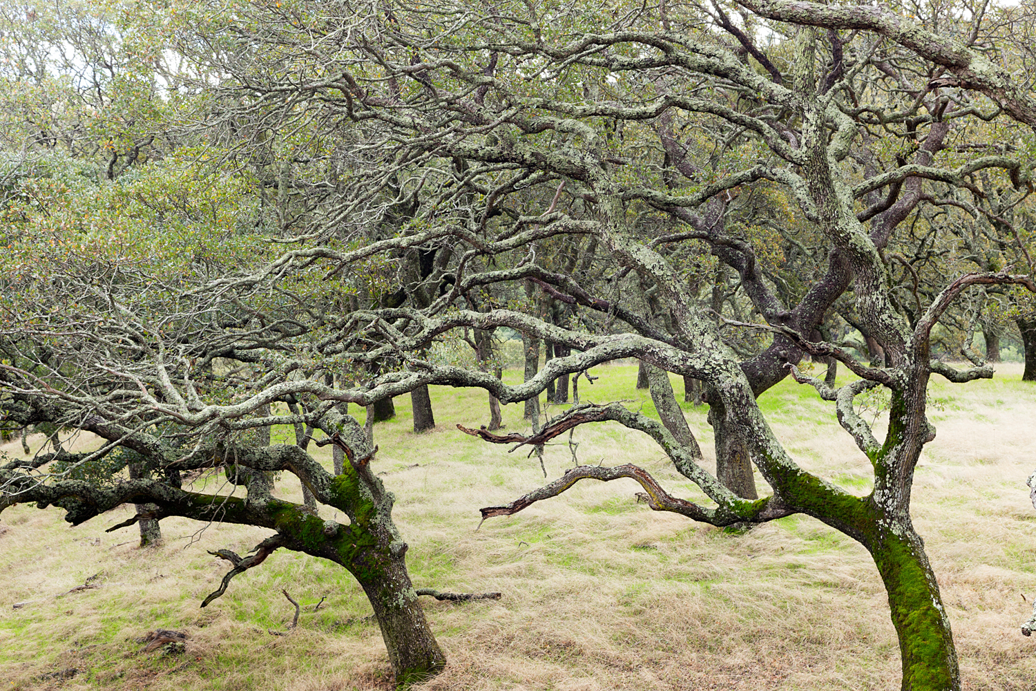 Mount Diablo State Park Curry Canyon Chase Pond Frog Pond-38.jpg
