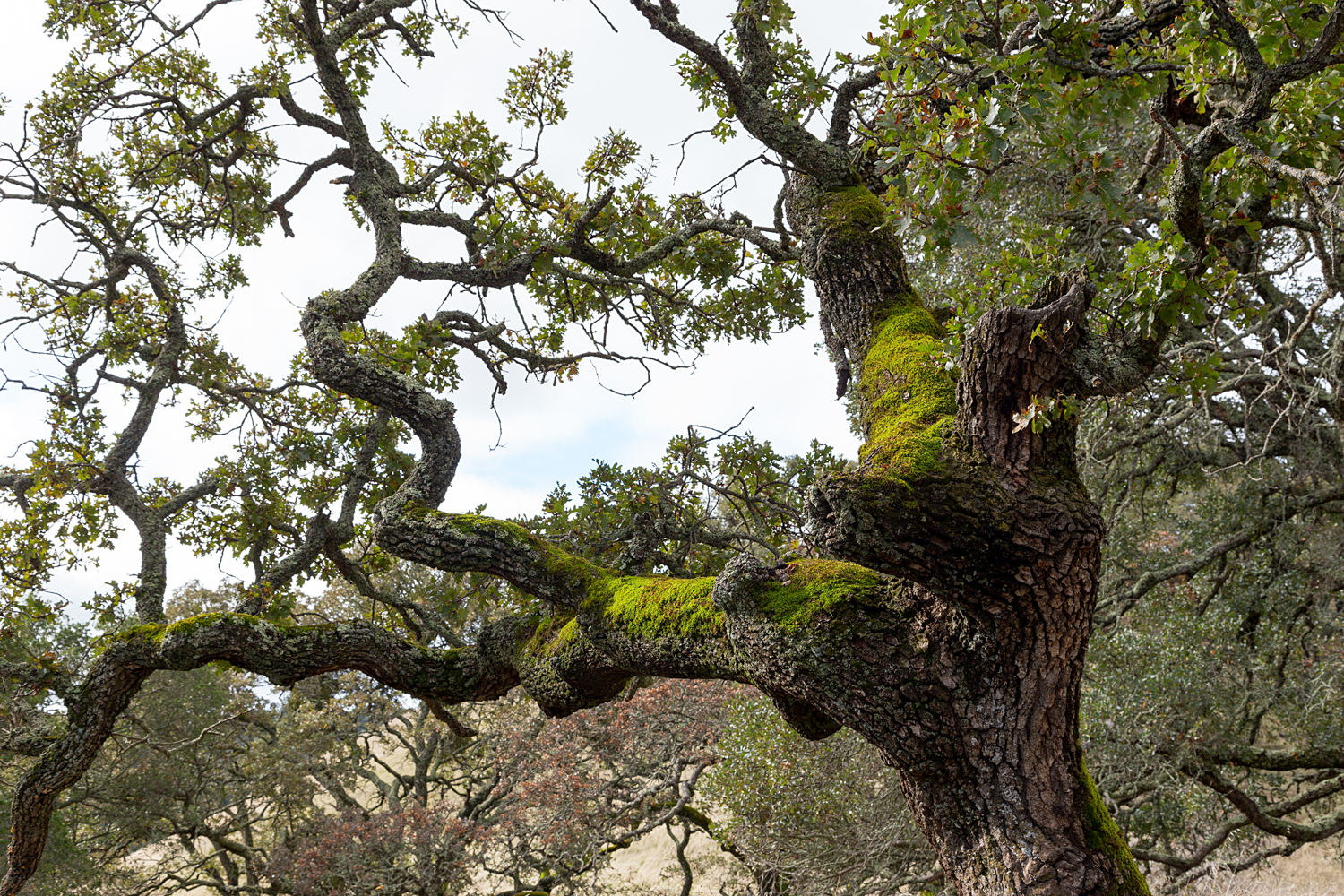 Mount Diablo State Park Curry Canyon Chase Pond Frog Pond-39.jpg