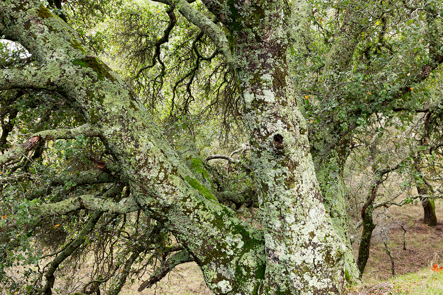 Mount Diablo State Park Curry Canyon Chase Pond Frog Pond-41.jpg