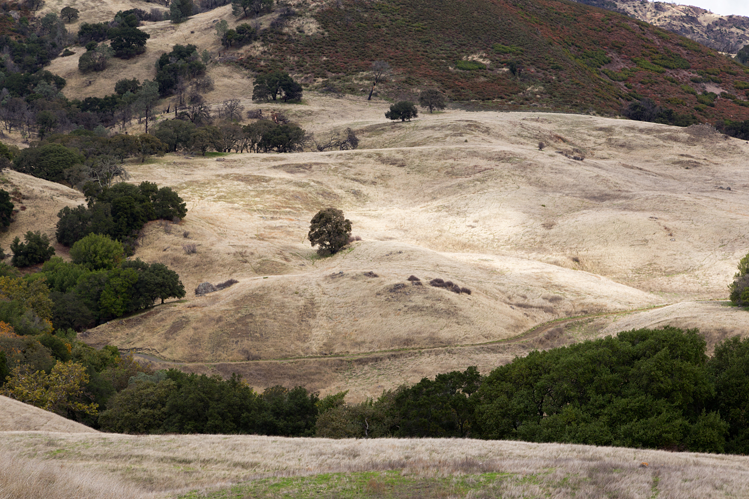 Mount Diablo State Park Curry Canyon Chase Pond Frog Pond-45.jpg