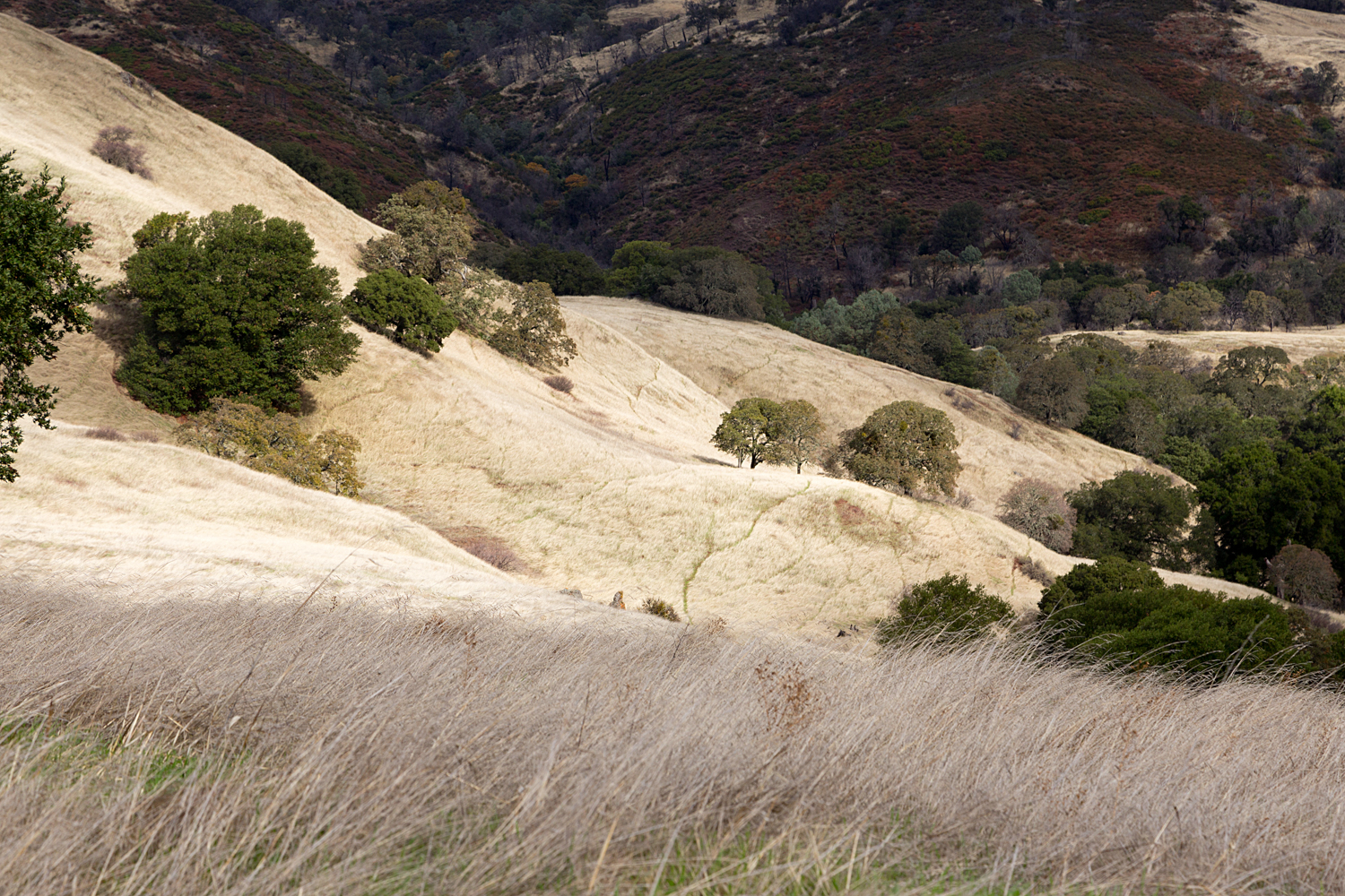 Mount Diablo State Park Curry Canyon Chase Pond Frog Pond-47.jpg