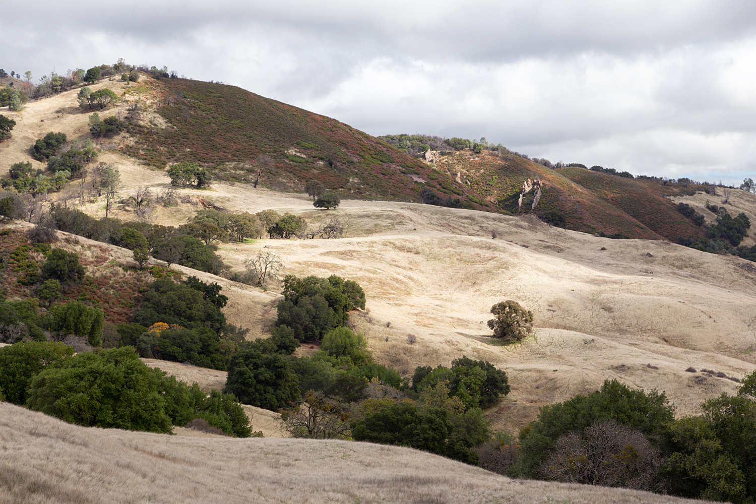Mount Diablo State Park Curry Canyon Chase Pond Frog Pond-48.jpg