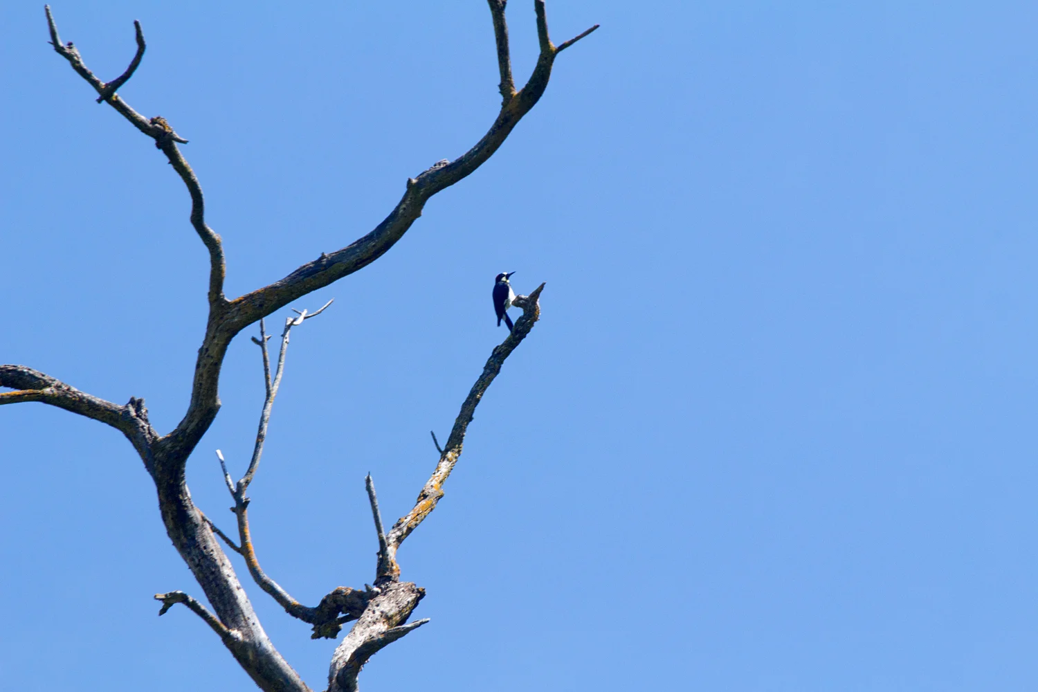 King's Canyon Loop-2.jpg